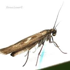 Attēlu rezultāti vaicājumam “Scythrididae”