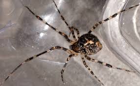 Attēlu rezultāti vaicājumam “Theridiidae”