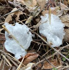 Attēlu rezultāti vaicājumam “Frost Flowers”
