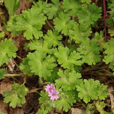 Attēlu rezultāti vaicājumam “Geranium molle flower”