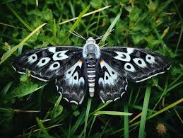 Attēlu rezultāti vaicājumam “Abraxas sylvata imago”