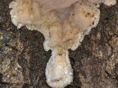 Attēlu rezultāti vaicājumam “Phleogena faginea sessile”