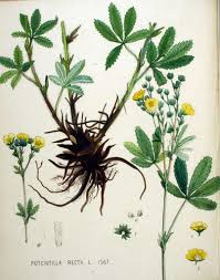 Image result for Potentilla recta