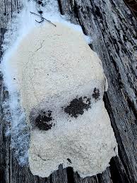 Attēlu rezultāti vaicājumam “Fuligo septica var. candida spores”