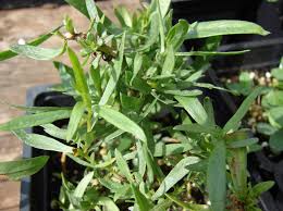 Image result for Artemisia dracunculus
