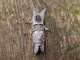 Attēlu rezultāti vaicājumam “Furcula bifida”