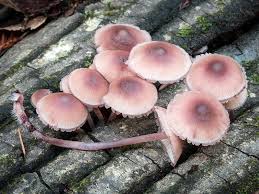 Attēlu rezultāti vaicājumam “Mycena haematopus”