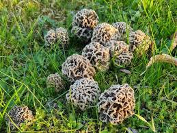 Attēlu rezultāti vaicājumam “Morchella esculenta”