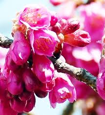 Image result for 緋寒桜