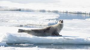 Image result for Pagophilus groenlandicus