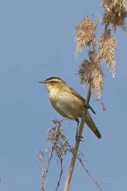 Attēlu rezultāti vaicājumam “Acrocephalus schoenobaenus adult”