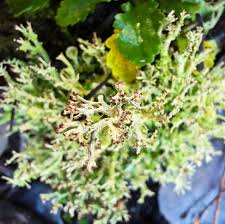 Attēlu rezultāti vaicājumam “Syntrichia ruralis var. ruralis sporophyte”