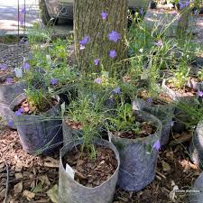 Attēlu rezultāti vaicājumam “Campanula rotundifolia flower”