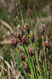 Attēlu rezultāti vaicājumam “Schoenus ferrugineus”