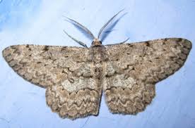 Attēlu rezultāti vaicājumam “Hypomecis punctinalis”