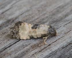 Attēlu rezultāti vaicājumam “Cochylis dubitana”