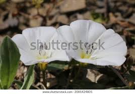 Attēlu rezultāti vaicājumam “Convolvulaceae”