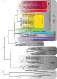 Attēlu rezultāti vaicājumam “Reticularia jurana”