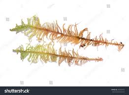 Attēlu rezultāti vaicājumam “Ptilium crista-castrensis sporophyte”