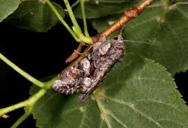 Attēlu rezultāti vaicājumam “Lacanobia contigua imago”