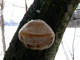 Attēlu rezultāti vaicājumam “Phellinus pomaceus”