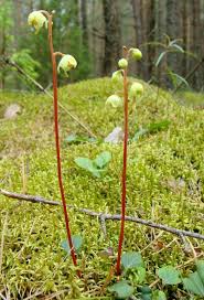 Attēlu rezultāti vaicājumam “Pyrola chlorantha”