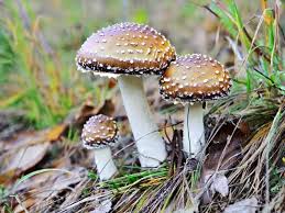 Attēlu rezultāti vaicājumam “Amanita pantherina”