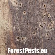 Attēlu rezultāti vaicājumam “Hylecoetus dermestoides male”