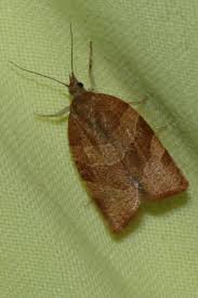 Attēlu rezultāti vaicājumam “Pandemis cinnamomeana”