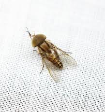 Attēlu rezultāti vaicājumam “Tabanidae”