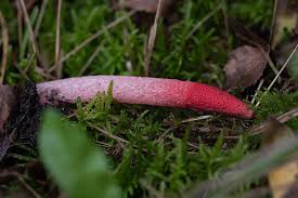 Attēlu rezultāti vaicājumam “Mutinus ravenelii”