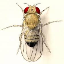 Attēlu rezultāti vaicājumam “Drosophila melanogaster”