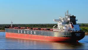 Attēlu rezultāti vaicājumam “Nola sp.”