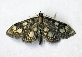 Attēlu rezultāti vaicājumam “Anania coronata”