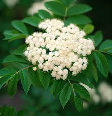 Attēlu rezultāti vaicājumam “Sorbus alnifolia”