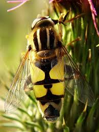 Attēlu rezultāti vaicājumam “Helophilus sp.”