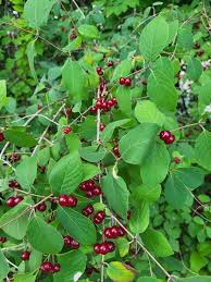 Attēlu rezultāti vaicājumam “Lonicera xylosteum fruit”