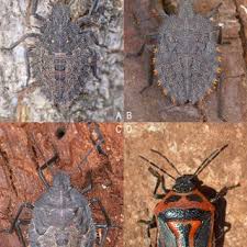 Attēlu rezultāti vaicājumam “Jalla dumosa imago”