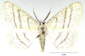 Attēlu rezultāti vaicājumam “Cabera pusaria”