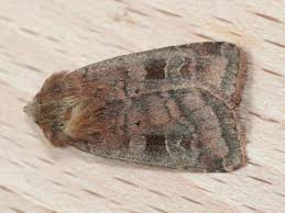 Attēlu rezultāti vaicājumam “Diarsia florida”