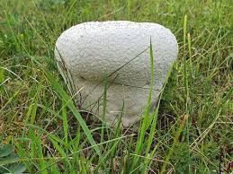 Attēlu rezultāti vaicājumam “Calvatia utriformis”