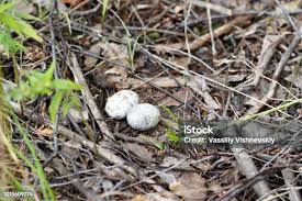 Attēlu rezultāti vaicājumam “Caprimulgus europaeus eggs”