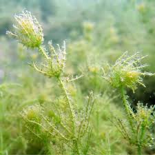 Attēlu rezultāti vaicājumam “Chara filiformis”