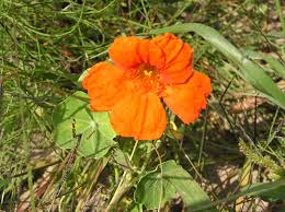 Image result for Tropaeolum majus