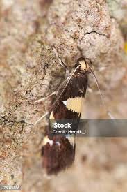 Attēlu rezultāti vaicājumam “Denisia similella”