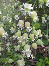 Image result for Silene vulgaris
