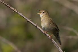 Image result for Locustella naevia