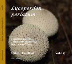 Attēlu rezultāti vaicājumam “Lycoperdon perlatum”