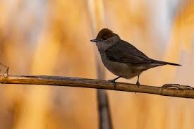 Attēlu rezultāti vaicājumam “Sylvia atricapilla”