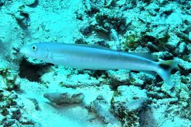 Image result for Malacanthus plumieri